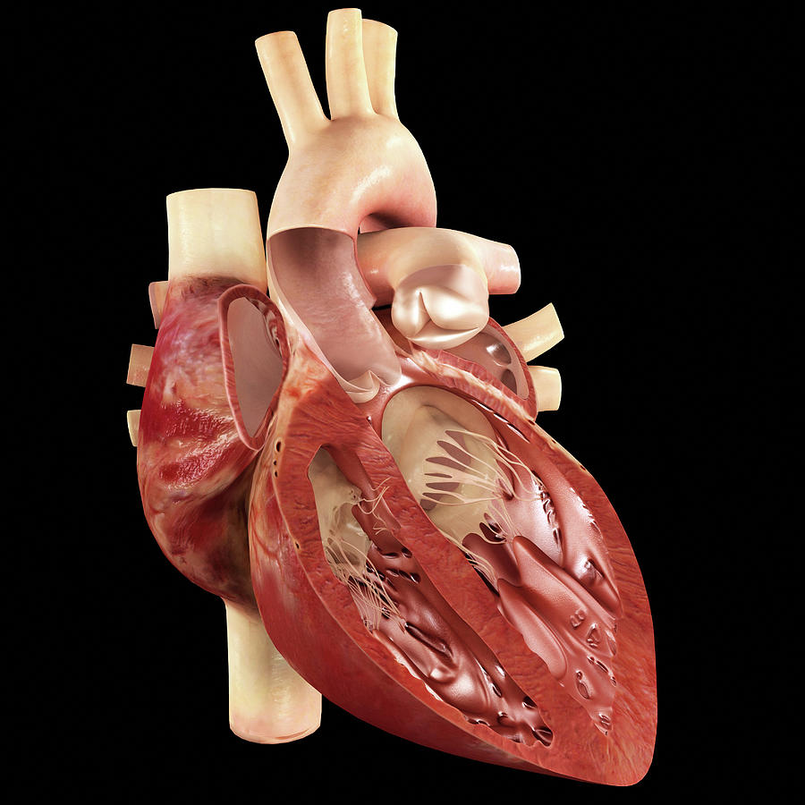 Human Heart #2 Photograph by Medi-mation/science Photo Library