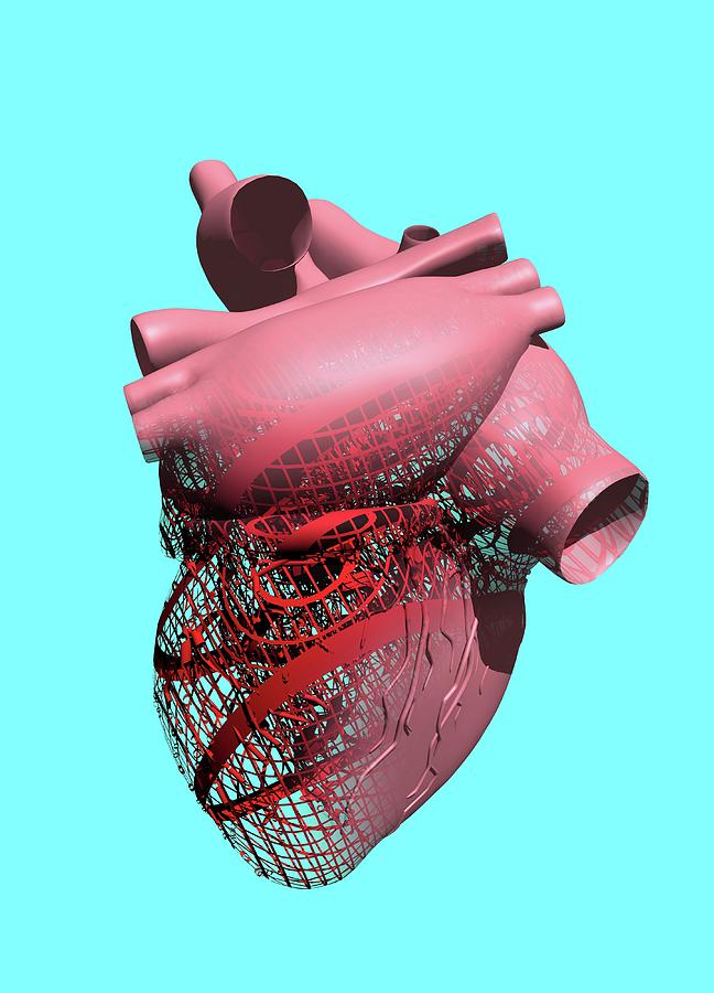 Human Heart #2 Photograph by Science Photo Library Human Heart #2 Photograph by Science Photo Library
