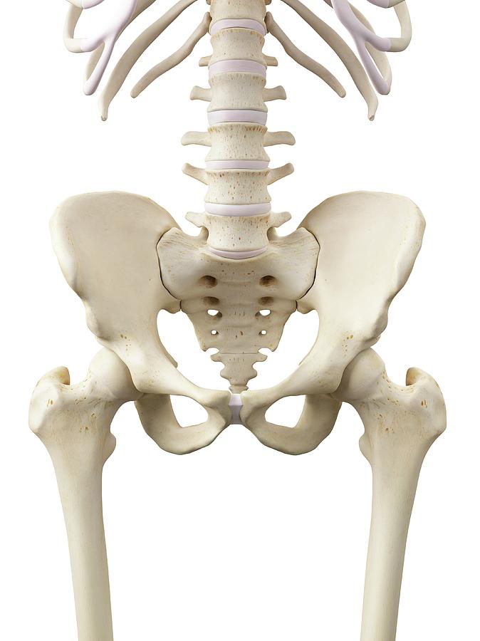 hip bones showing