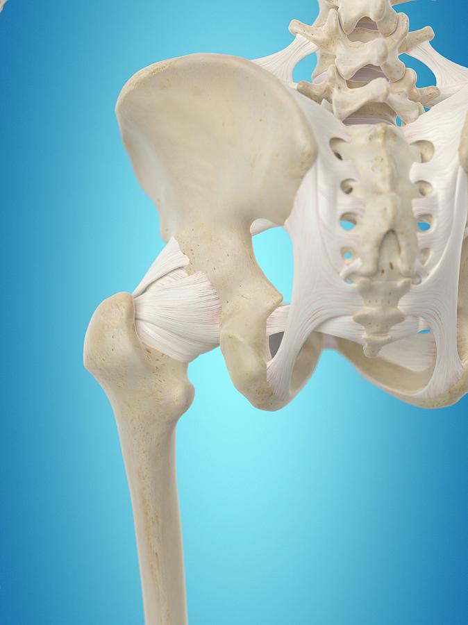 Human Hip Tendons Photograph by Sciepro - Fine Art America