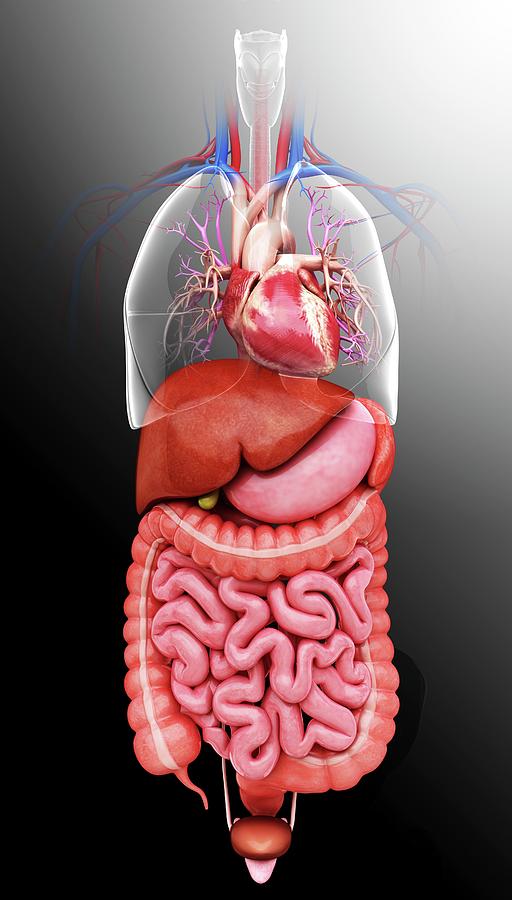 Human Internal Organs Photograph by Pixologicstudio