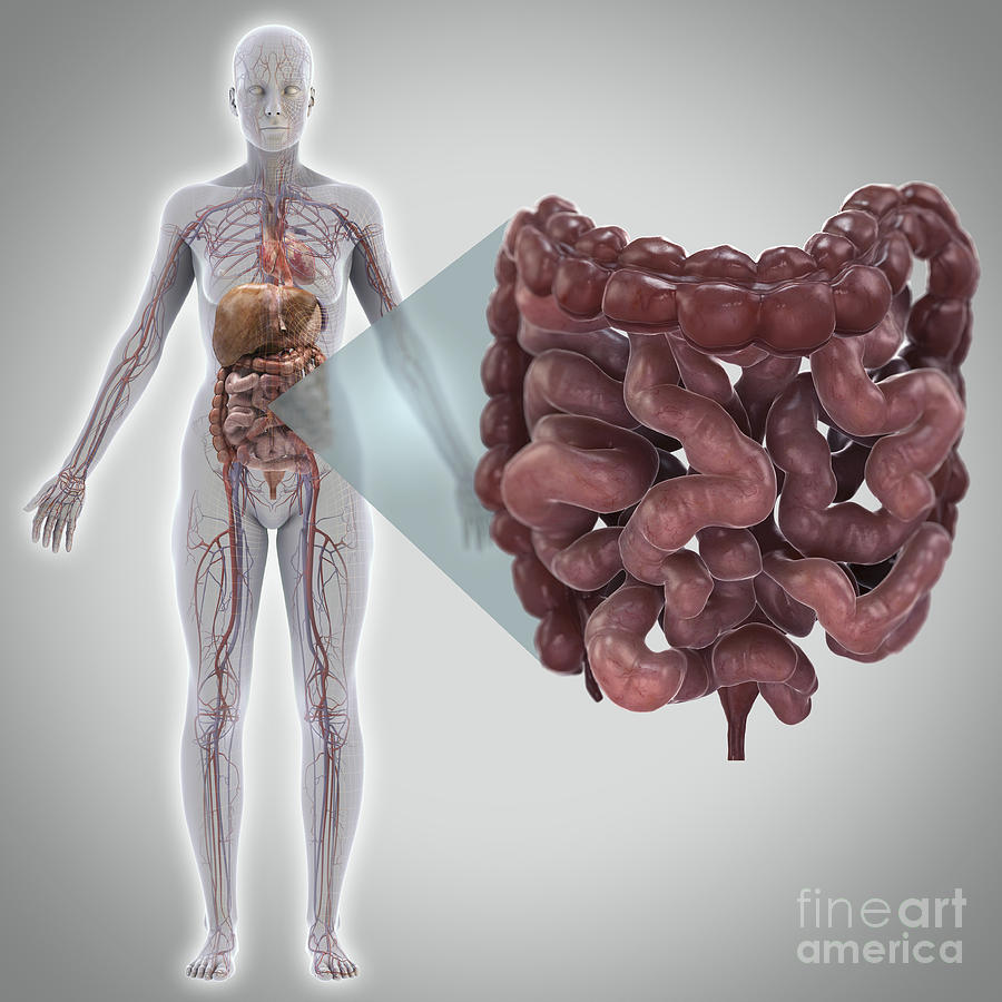 Large Intestine Photograph - Human Intestines #2 by Science Picture Co
