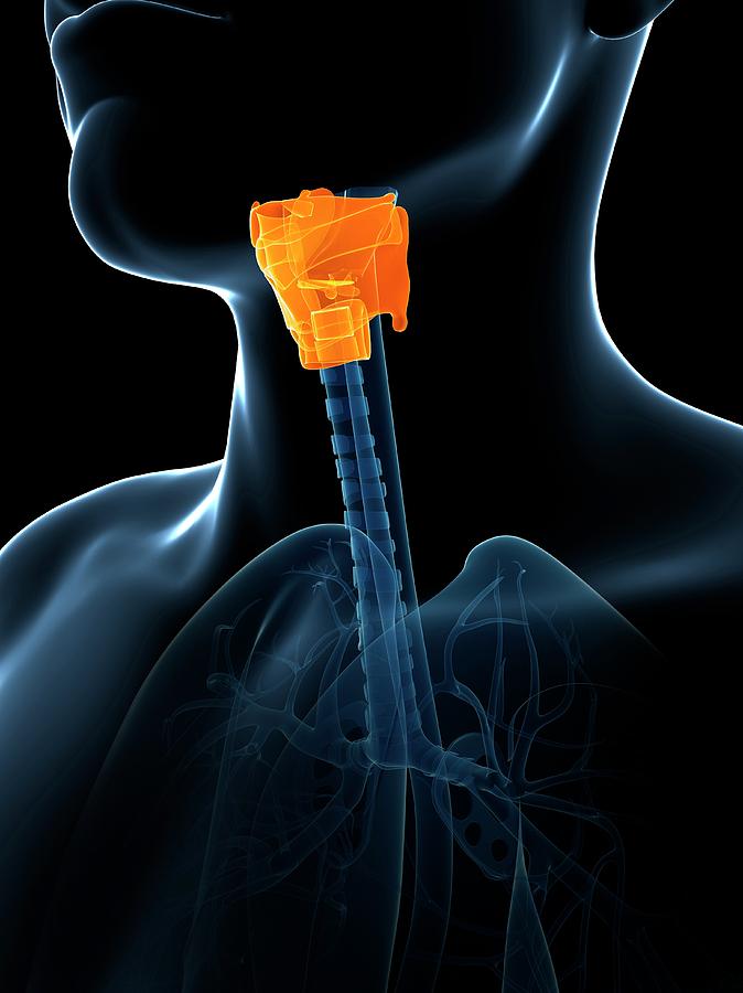 Human Larynx Anatomy Photograph by Sebastian Kaulitzki - Fine Art America