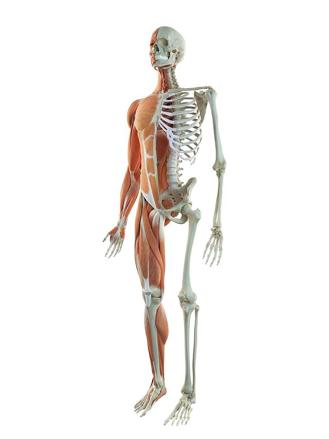 Human Musculoskeletal System Photograph by Sciepro - Pixels