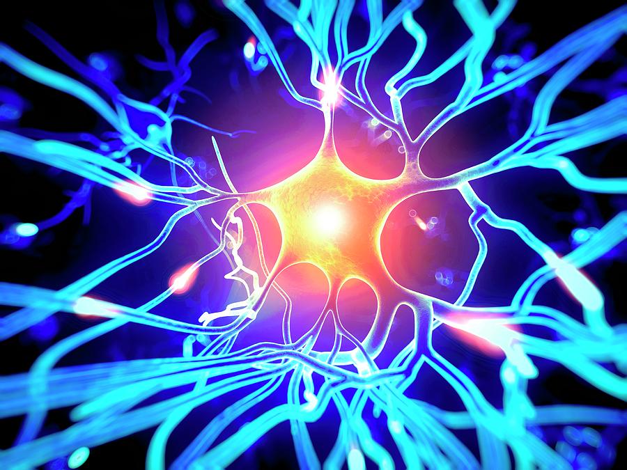Human Nerve Cell #2 Photograph by Sebastian Kaulitzki/science Photo Library