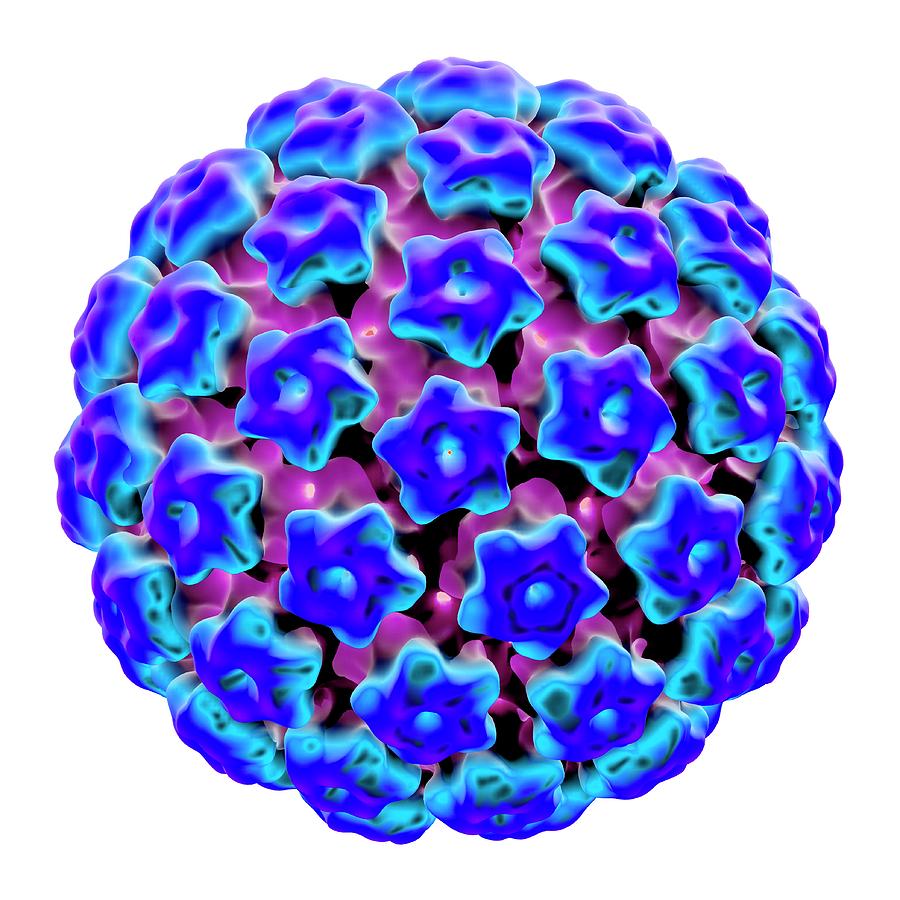 Human Papilloma Virus (hpv) - Pictures