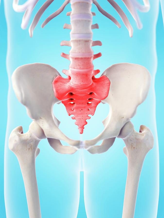 Human Sacrum Pain Photograph By Sebastian Kaulitzki Science Photo 