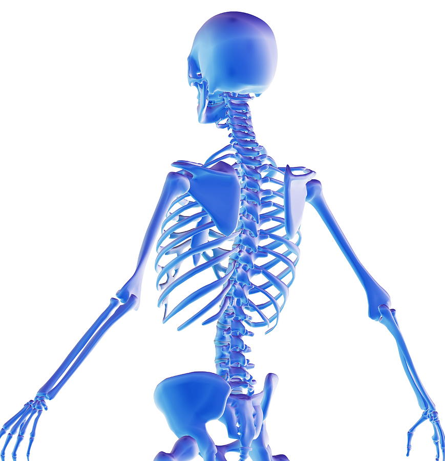 Skeleton Photograph - Human Skeleton #2 by Pasieka