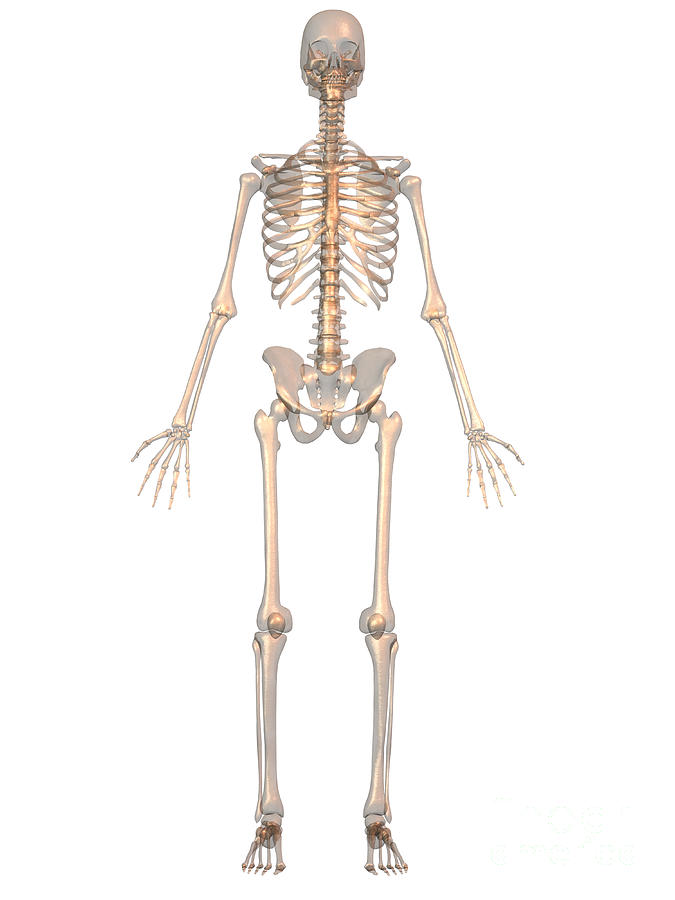 Human Skeleton #2 Photograph by Scott Camazine