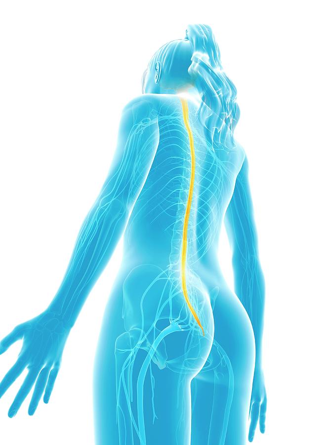 Human Spinal Cord Photograph by Sebastian Kaulitzki