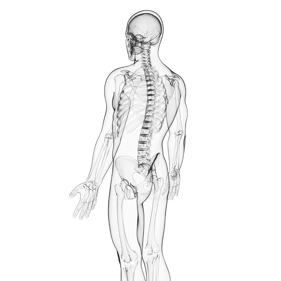 human spine sketch