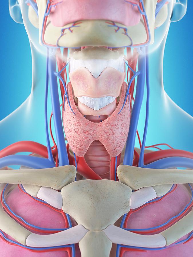 Illustration Photograph - Human Thyroid #2 by Sciepro