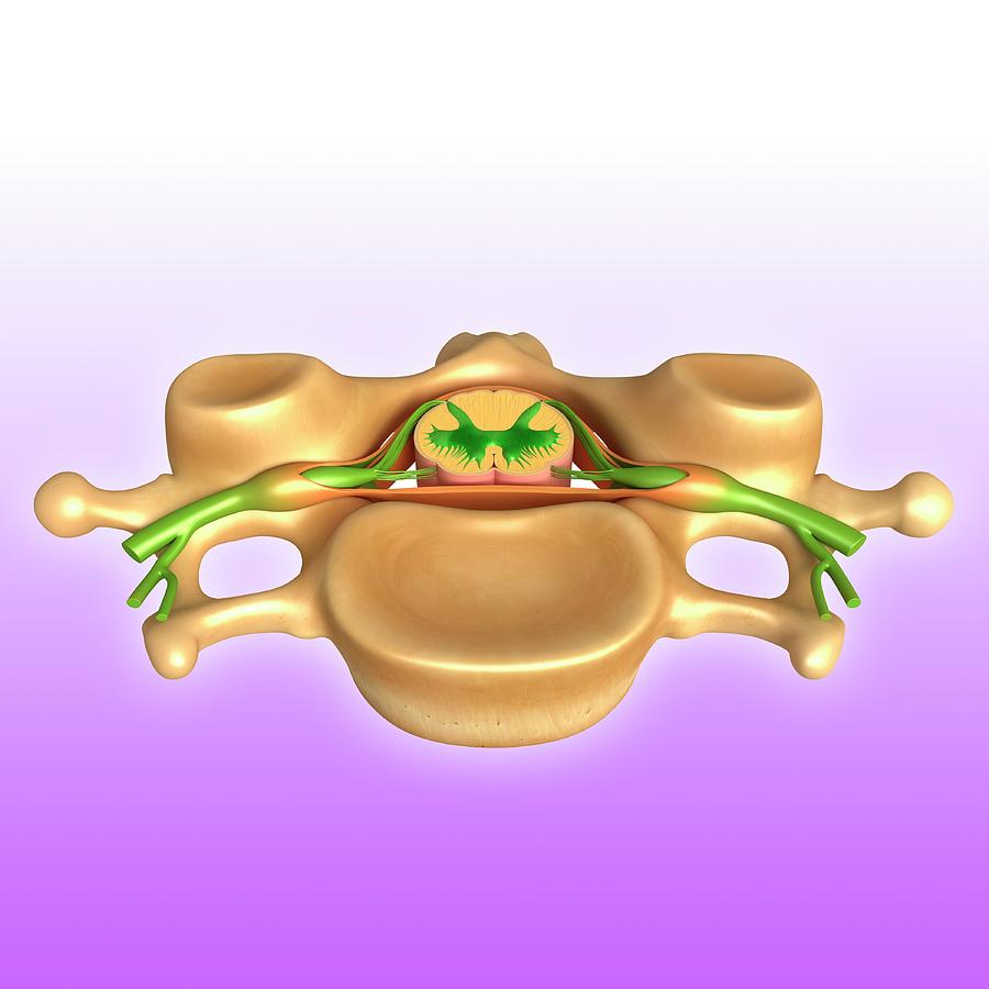 Human Vertebral Structure Photograph by Pixologicstudio/science Photo ...