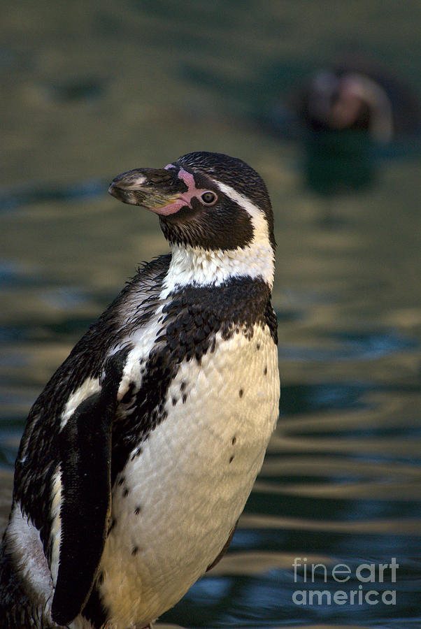 Humboldt Penguin #2 Photograph by Mark Newman