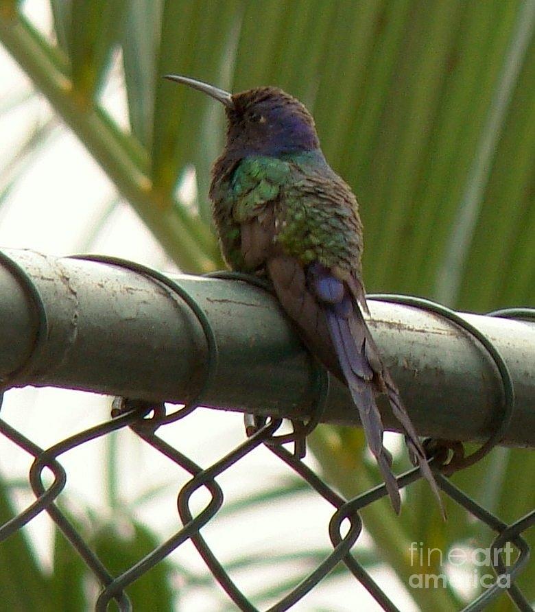 Bird Photograph - Humming-Bird #2 by Cybele Chaves
