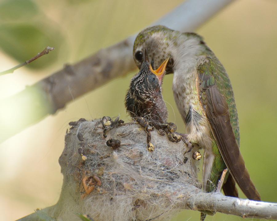 Bird Photograph - Hummingbird babies #2 by Old Pueblo Photography