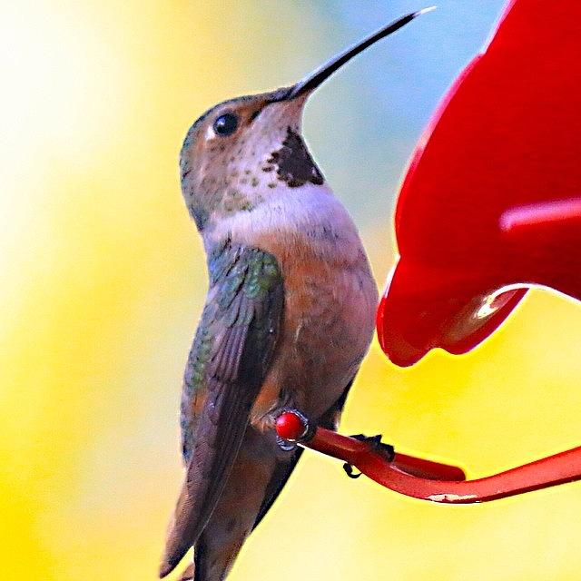 Nature Photograph - #hummingbird #bird #nature #2 by Mark Jackson