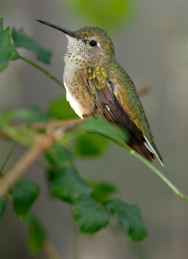 Hummingbird Photograph by Carol Gregory | Fine Art America