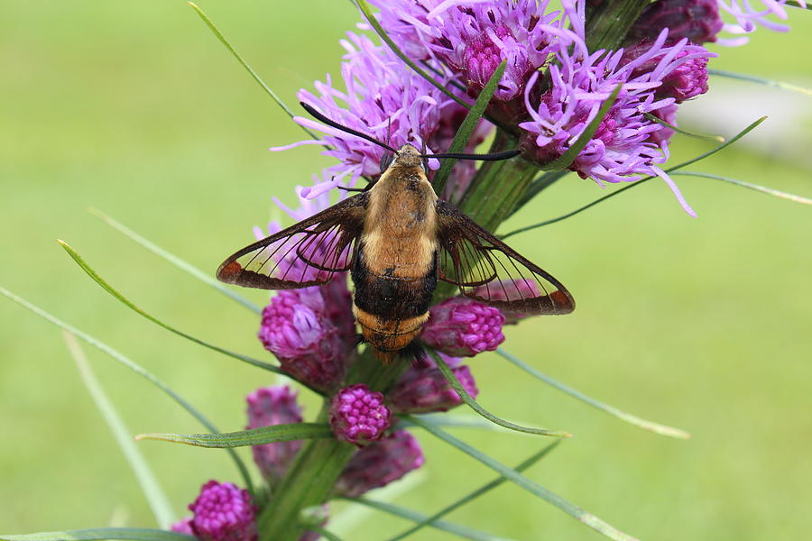 Hummingbird Clearwing Moth #3 Photograph by Lucinda VanVleck