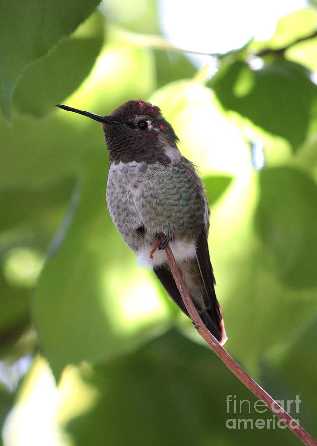 Hummingbird Hangout Photograph by Carol Groenen