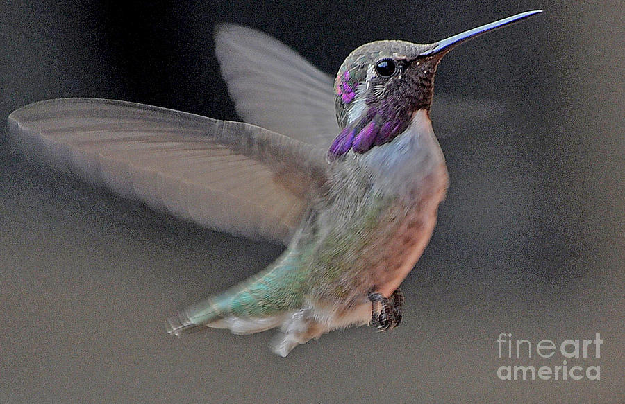 Hummingbird In Flight #2 Photograph by Jay Milo
