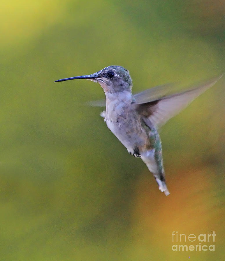 Hummingbird #3 Photograph by Jack Schultz