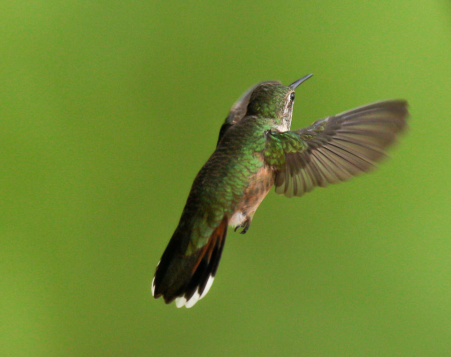 Hummingbird #2 Photograph by Kevin Dietrich
