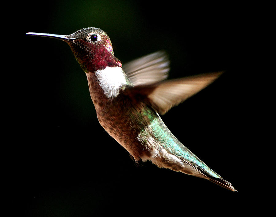 Animal Photograph - Hummingbird Male Anna #4 by Jay Milo