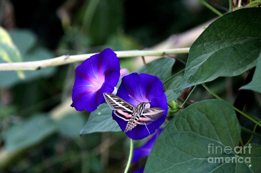 Hummingbird Moth #2 Photograph by Yumi Johnson