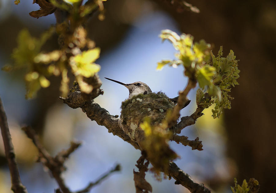 Hummingbird on Nest #2 Photograph by Betty Depee