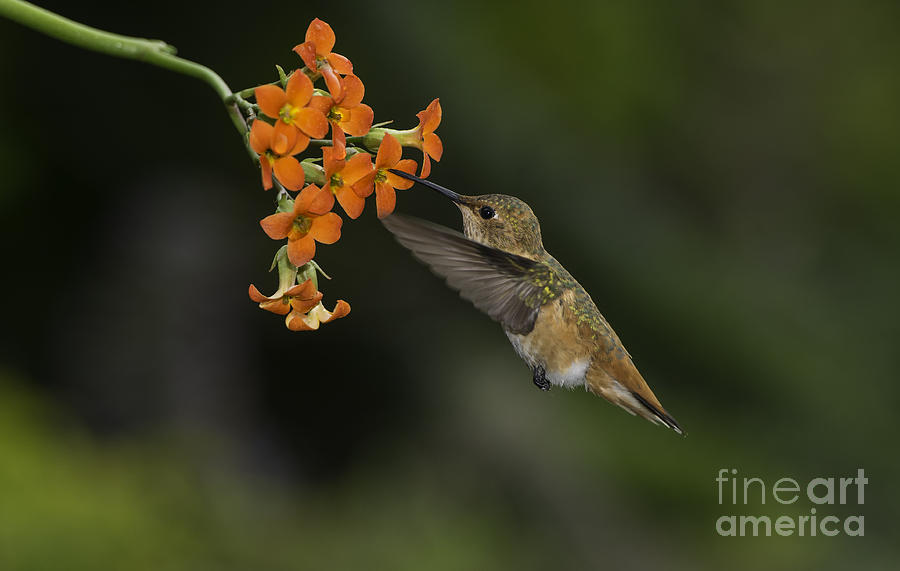 Hummingbird #3 Photograph by Peter Dang