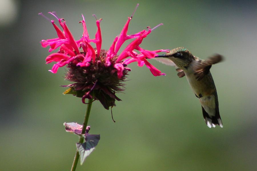 Hummingbird Photograph - Hummingbird #2 by Ruthie Lombardi