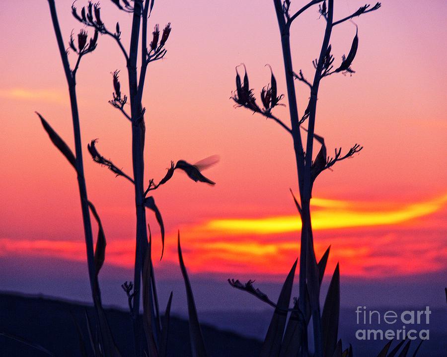 Hummingbird Silhouette #2 Photograph by Scott Cameron