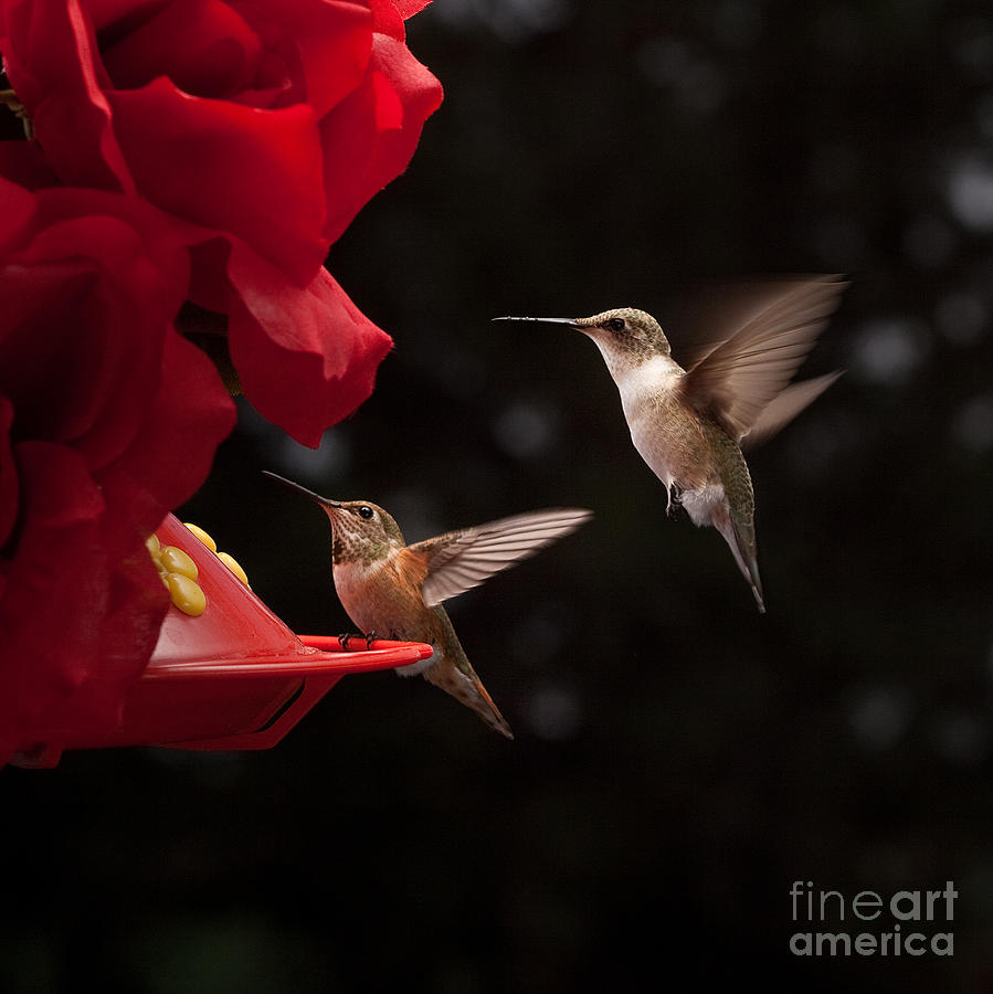Hummingbirds at Feeder #2 Photograph by Cindy Singleton