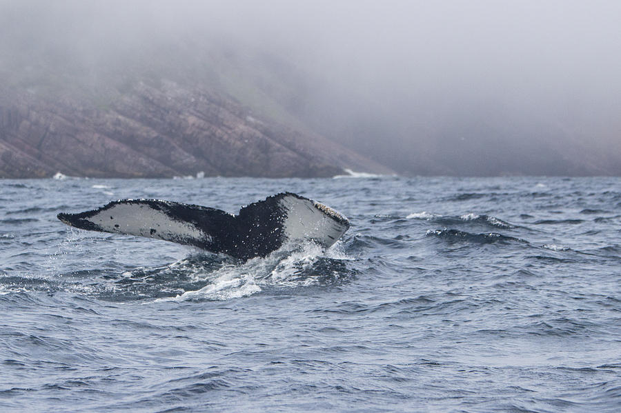 Humpback Fluke 3 Photograph by Patsy Zedar - Fine Art America