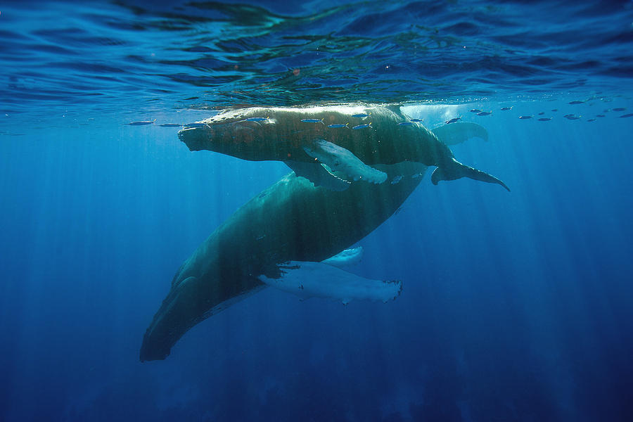 Humpback Whale And Calf Photograph by Andrew J. Martinez | Fine Art America