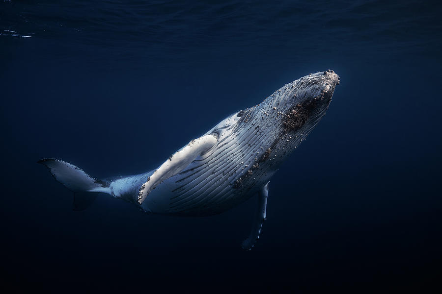 Wildlife Photograph - Humpback Whale #2 by Barathieu Gabriel