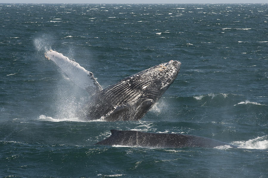 Humpback Whale Breaching Baja #2 Photograph by Flip Nicklin