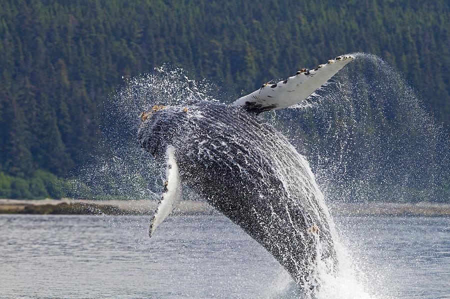 Humpback Whale Breaching Photograph by M. Watson - Fine Art America