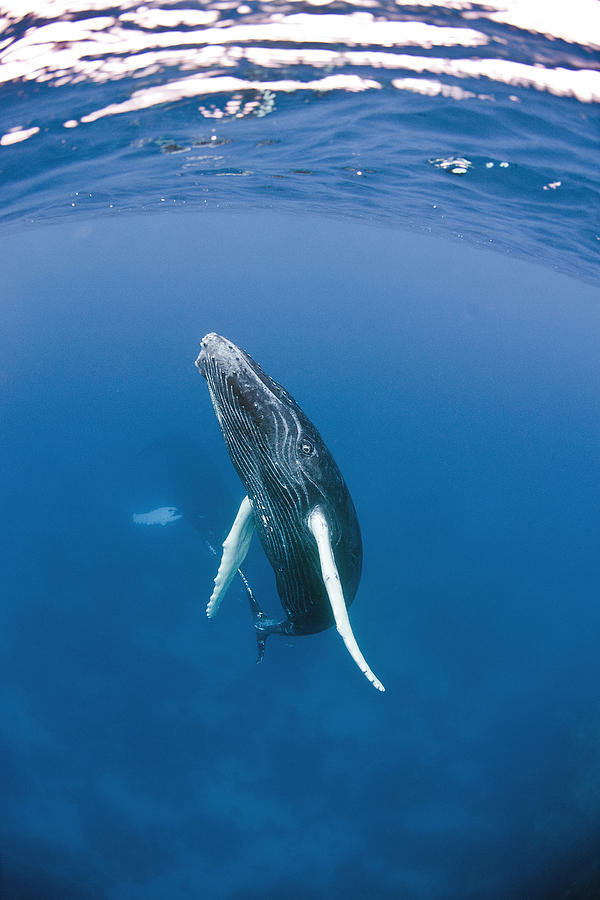 Humpback Whale Calf #2 Photograph by Andrew J. Martinez