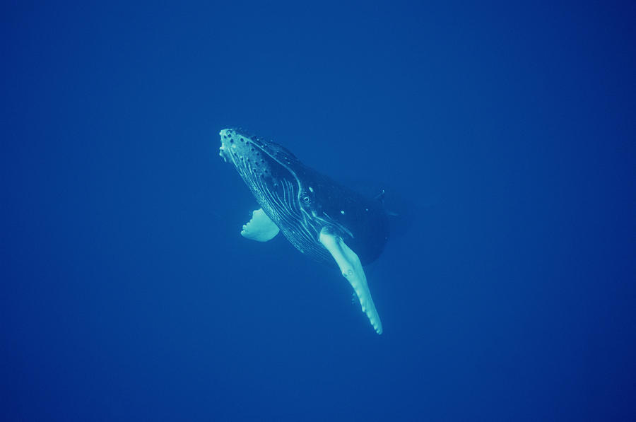 Humpback Whale Curious Calf Maui Hawaii #2 Photograph by Flip Nicklin