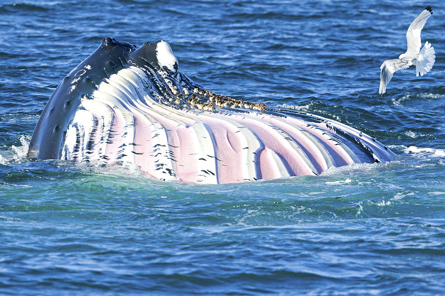 Whale Photograph - Humpback Whale Feeding #2 by M. Watson