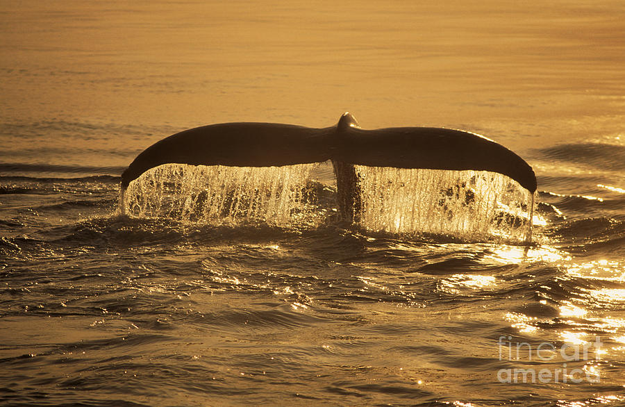 Humpback Whale Fluke #2 Photograph by Ron Sanford