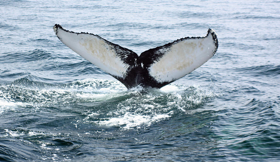 Humpback Whale Flukes #2 Photograph by Jean Clark