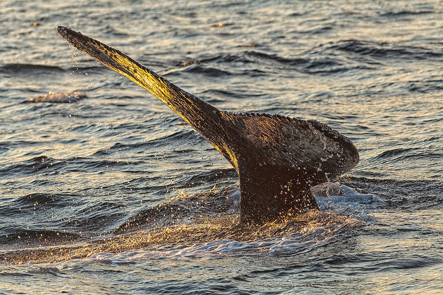 Humpback Whale Lobtailing #5 Photograph by Perla Copernik