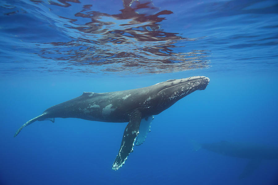 Humpback Whale  Megaptera Novaeangliae #2 Photograph by Dave Fleetham
