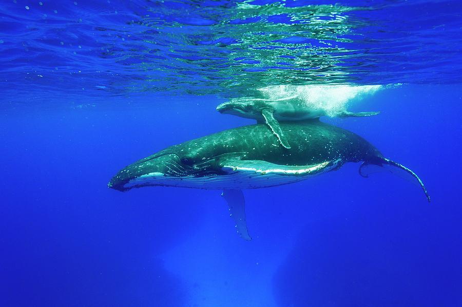 Humpback Whale Mother And Calf #2 Photograph by Christopher Swann/science Photo Library