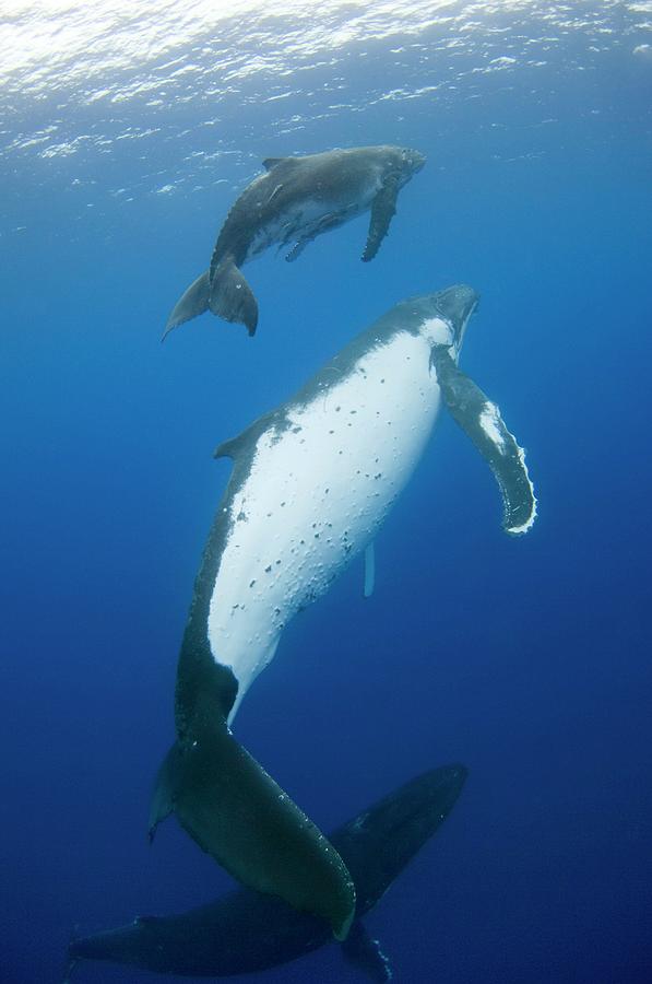 Humpback Whale Mother And Calf Photograph by Jason Isley/scubazoo ...