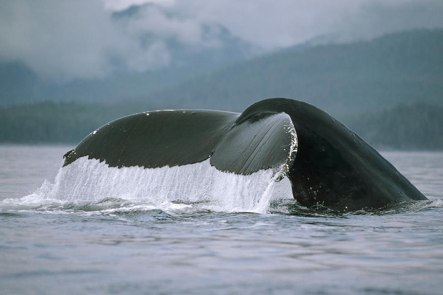 Humpback Whale Tail Alaska #2 Photograph by Flip Nicklin