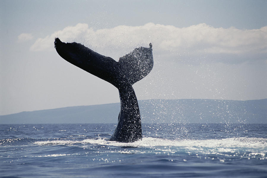 Humpback Whale Tail Lobs Maui Hawaii #2 Photograph by Flip Nicklin